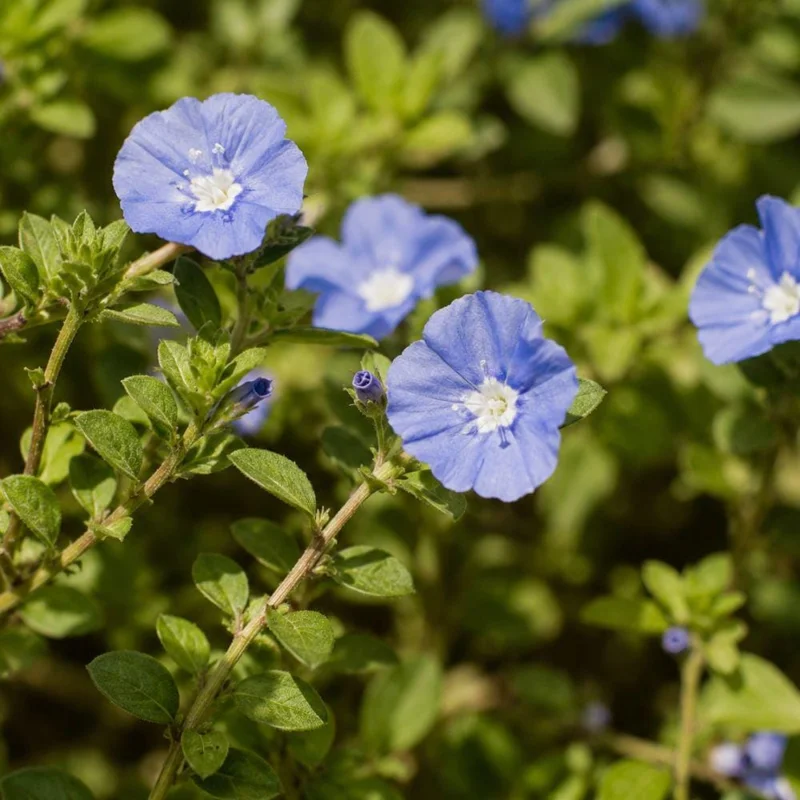 Evolvulus Blue Daze Live Plant Rooted Plug 2-3 Inches Tall Blue Flower Ground Cover - Image 4