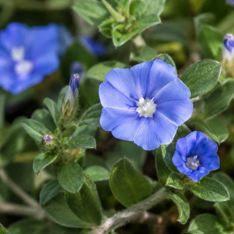 Evolvulus Blue Daze Live Plant Rooted Plug 2-3 Inches Tall Blue Flower Ground Cover - Image 5
