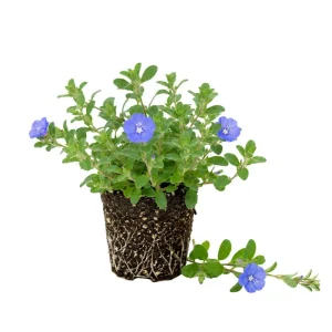 Evolvulus Blue Daze Live Plant Rooted Plug 2-3 Inches Tall Blue Flower Ground Cover - Image 1