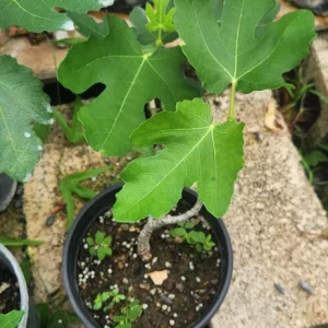 Fig Tree (Ficus carica) Live Plant - Tropical Fruit, 10-24 Inches Tall - Image 3