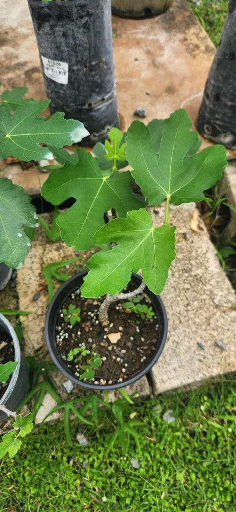 Fig Tree (Ficus carica) Live Plant - Tropical Fruit, 10-24 Inches Tall - Image 3