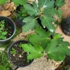 Fig Tree (Ficus carica) Live Plant - Tropical Fruit, 10-24 Inches Tall - Image 1