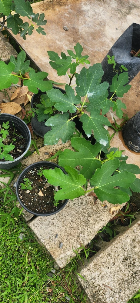 Fig Tree (Ficus carica) Live Plant - Tropical Fruit, 10-24 Inches Tall - Image 1