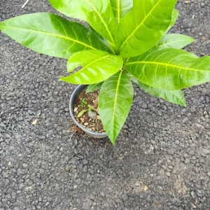 Fiji Nut Tree Live Plant - Barringtonia edulis - Tropical Edible Nuts (3-4ft) - Image 2