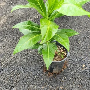 Fiji Nut Tree Live Plant - Barringtonia edulis - Tropical Edible Nuts (3-4ft) - Image 3