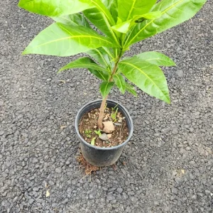 Fiji Nut Tree Live Plant - Barringtonia edulis - Tropical Edible Nuts (3-4ft) - Image 4