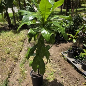 Fiji Nut Tree Live Plant - Barringtonia edulis - Tropical Edible Nuts (3-4ft) - Image 5