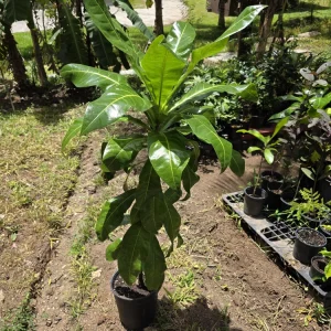 Fiji Nut Tree Live Plant - Barringtonia edulis - Tropical Edible Nuts (3-4ft) - Image 6