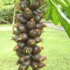 Fiji Nut Tree Live Plant - Barringtonia edulis - Tropical Edible Nuts (3-4ft) - Image 1