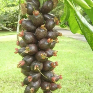 Fiji Nut Tree Live Plant - Barringtonia edulis - Tropical Edible Nuts (3-4ft) - Image 1