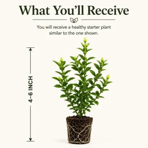 Frostproof Jasmine Live Plant, Fragrant White Flowering Vine, 4-6 Inch Tall - Image 2