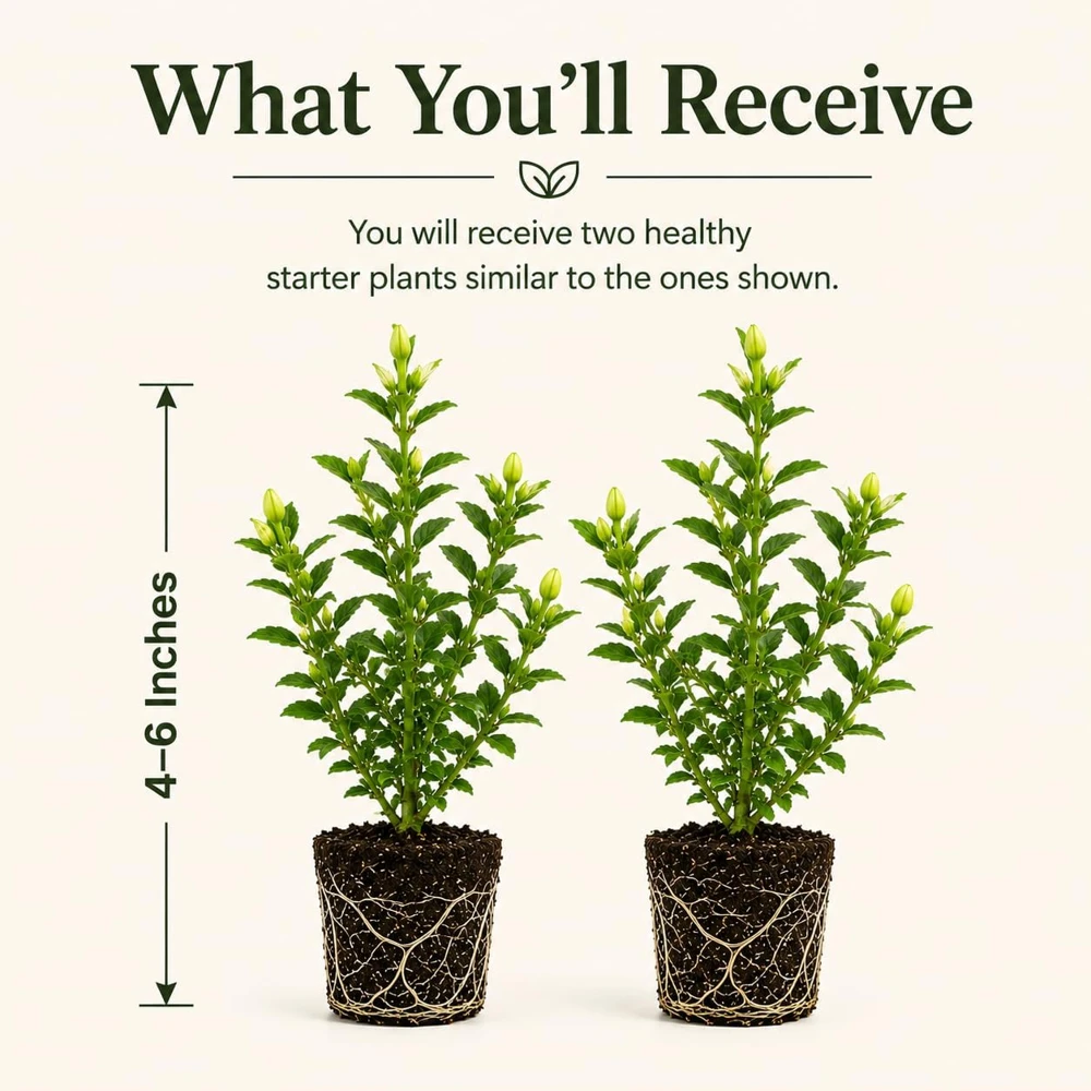 Frostproof Jasmine Live Plant, Fragrant White Flowering Vine, 4-6 Inch Tall, Pack of 2 - Image 2