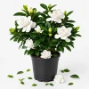 Frostproof Jasmine Live Plant, Fragrant White Flowering Vine, 4-6 Inch Tall - Image 1