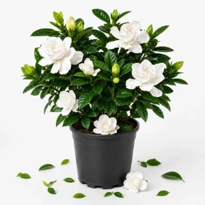 Frostproof Jasmine Live Plant, Fragrant White Flowering Vine, 4-6 Inch Tall - Image 1