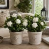 Frostproof Jasmine Live Plant, Fragrant White Flowering Vine, 4-6 Inch Tall, Pack of 2 - Image 1