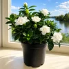 Frostproof Jasmine Live Plant, Fragrant White Vine, 4-6 Inch Tall - Image 1