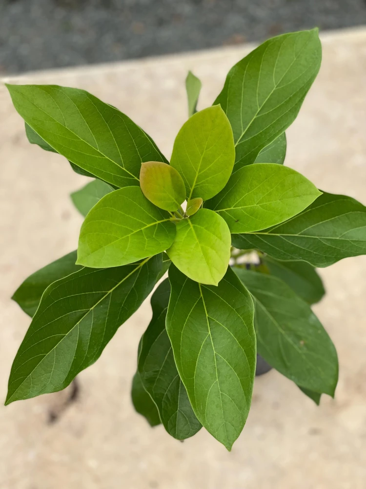 Fuerte Avocado Live Fruit Tree, Grafted Persea Americana Plant, 30-48 inches Tall - Image 1