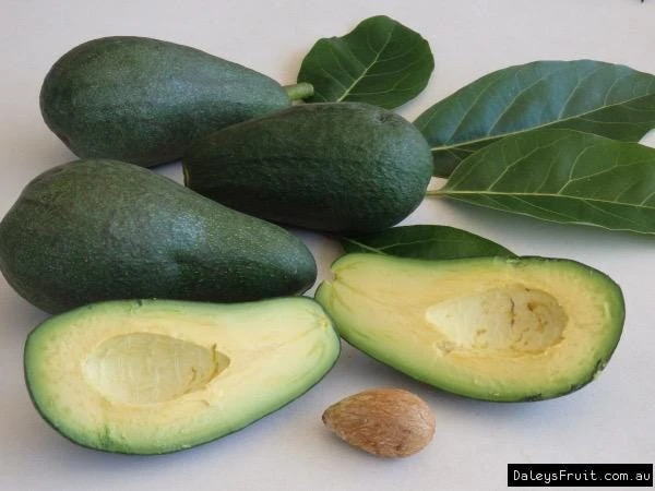 Fuerte Avocado Live Fruit Tree, Grafted Persea Americana Plant, 30-48 inches Tall - Image 3