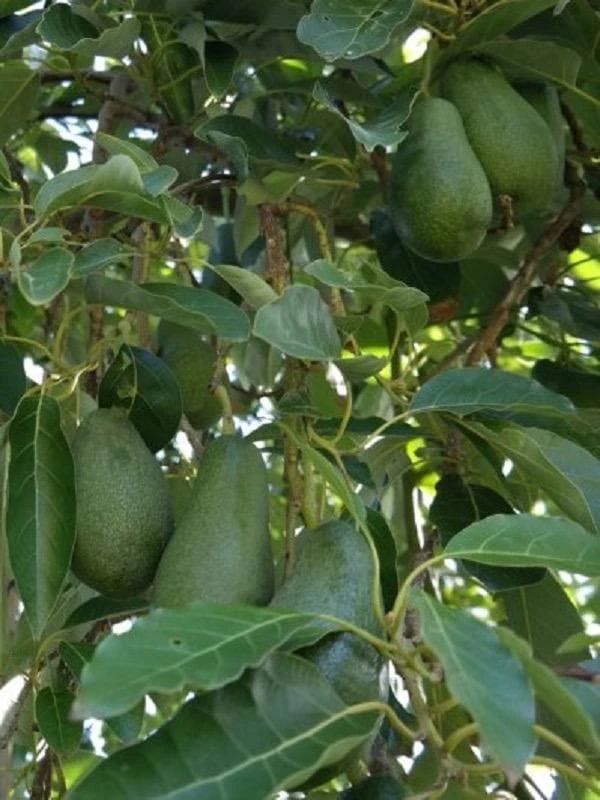 Fuerte Avocado Live Fruit Tree, Grafted Persea Americana Plant, 30-48 inches Tall - Image 5