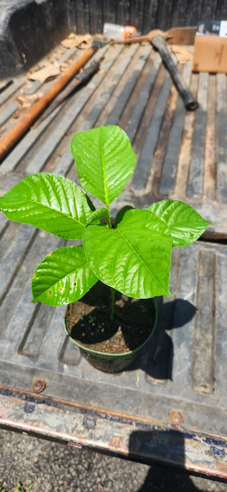 Giant Granadilla Live Fruit Tree (1ft) - Passiflora Quadrangularis Vine - Image 2
