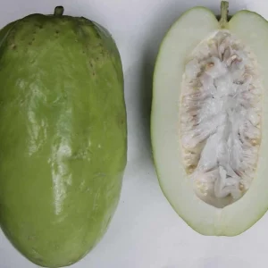 Giant Granadilla Live Fruit Tree (1ft) - Passiflora Quadrangularis Vine - Image 3
