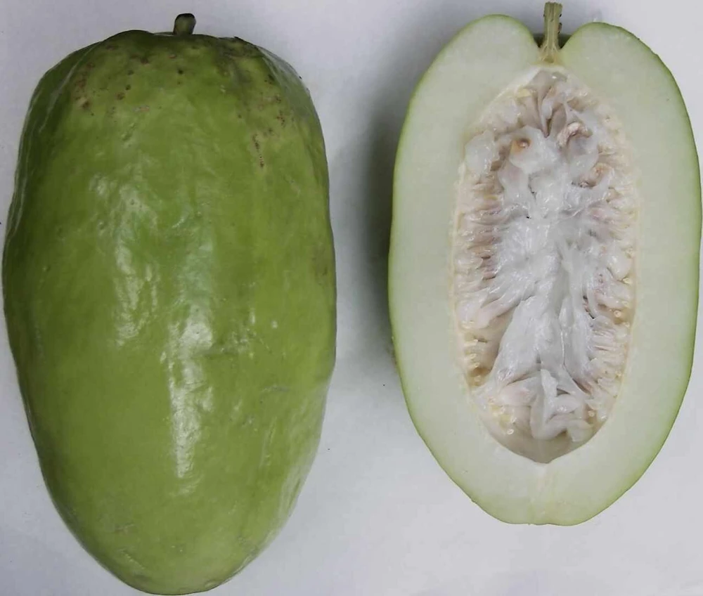 Giant Granadilla Live Fruit Tree (1ft) - Passiflora Quadrangularis Vine - Image 3