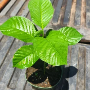 Giant Granadilla Live Fruit Tree (1ft) - Passiflora Quadrangularis Vine - Image 4