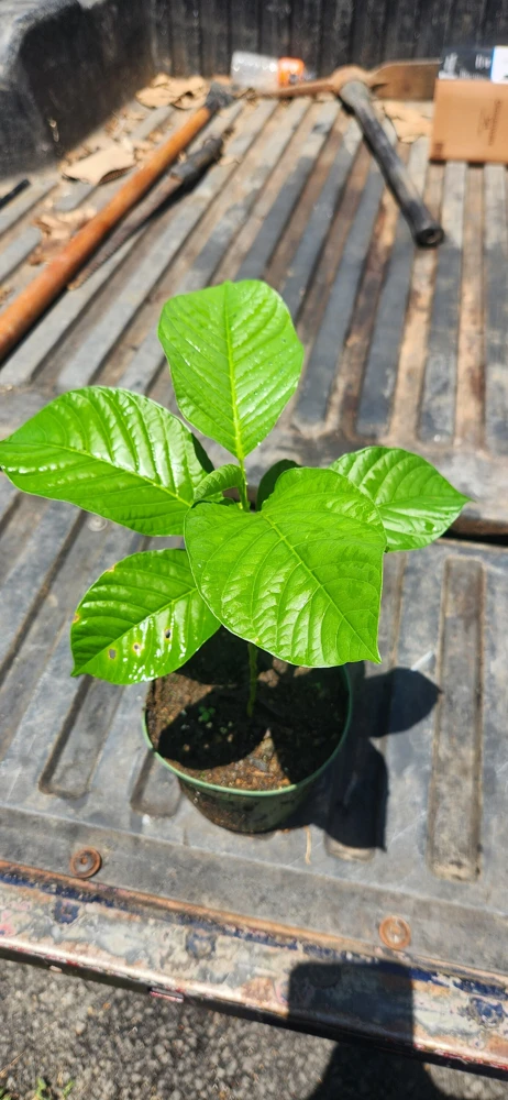 Giant Granadilla Live Fruit Tree (1ft) - Passiflora Quadrangularis Vine - Image 4