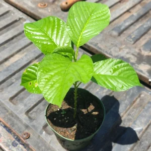 Giant Granadilla Live Fruit Tree (1ft) - Passiflora Quadrangularis Vine - Image 5