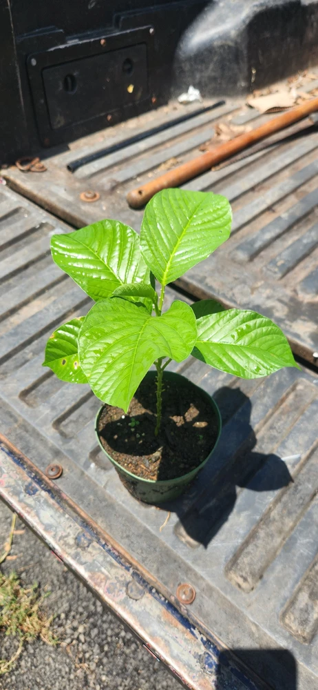 Giant Granadilla Live Fruit Tree (1ft) - Passiflora Quadrangularis Vine - Image 5