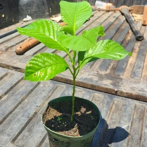 Giant Granadilla Live Fruit Tree (1ft) - Passiflora Quadrangularis Vine - Image 6