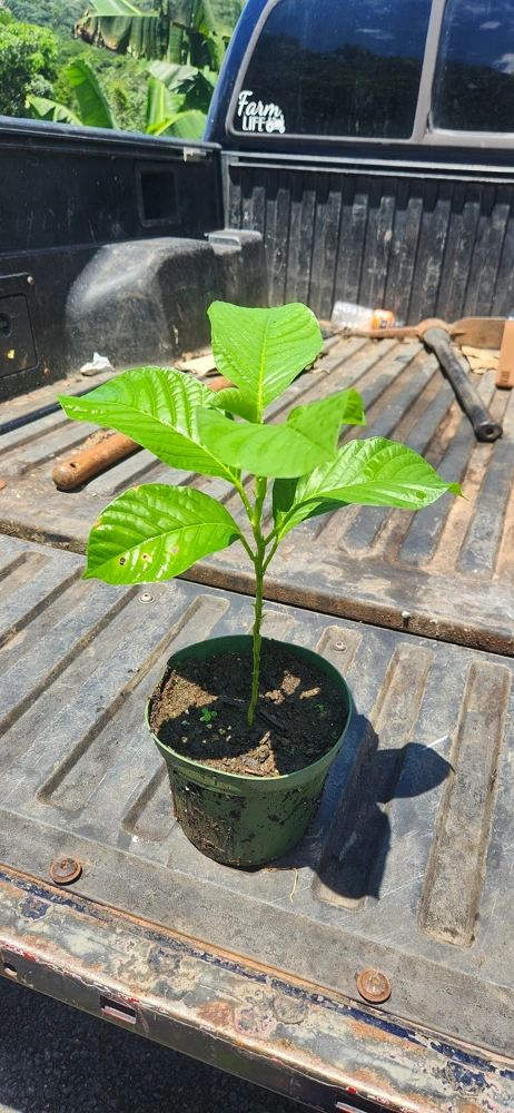 Giant Granadilla Live Fruit Tree (1ft) - Passiflora Quadrangularis Vine - Image 6