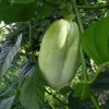 Giant Granadilla Live Fruit Tree (1ft) - Passiflora Quadrangularis Vine - Image 1