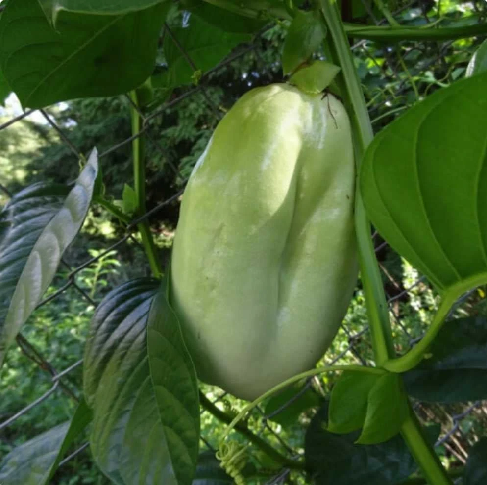 Giant Granadilla Live Fruit Tree (1ft) - Passiflora Quadrangularis Vine - Image 1