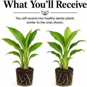 Ginger Curcuma Live Plants - Set of 2 - 4-8 Inch Tall - Tropical Flowers - Image 2