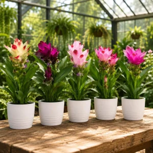 Ginger Curcuma Live Plants - Set of 2 - 4-8 Inch Tall - Tropical Flowers - Image 4