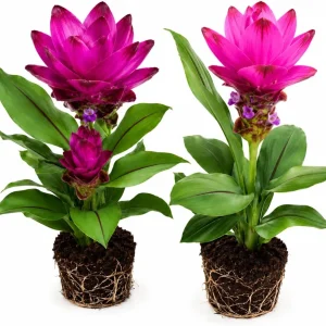 Ginger Curcuma Live Plants - Set of 2 - 4-8 Inch Tall - Tropical Flowers - Image 1