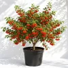 Goji Berry Live Plant, Red Fruit Bush, 4-8 Inch Tall, Perennial, Outdoor - Image 1