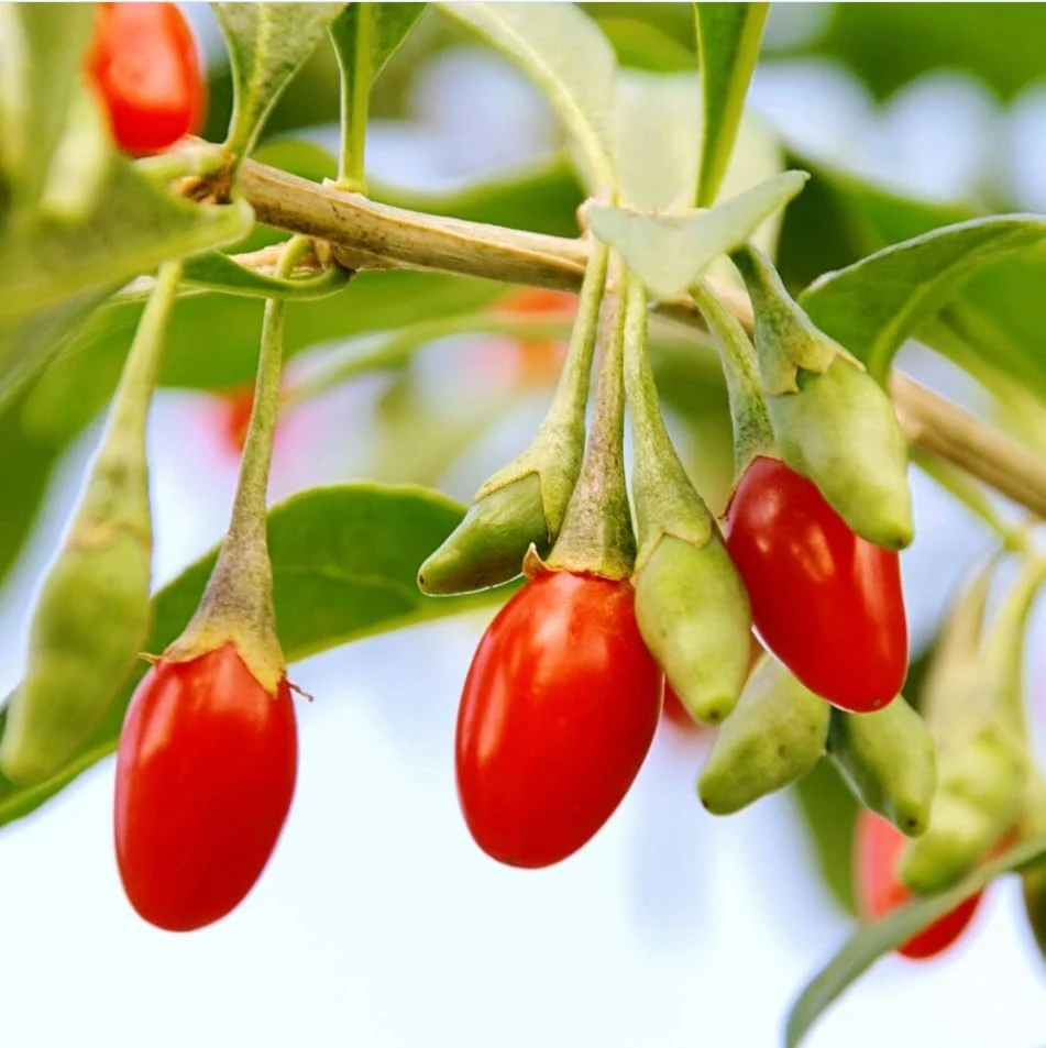 Goji Berry Live Plant, Red Fruit Bush, 4-8 Inch Tall, Perennial, Outdoor - Image 5