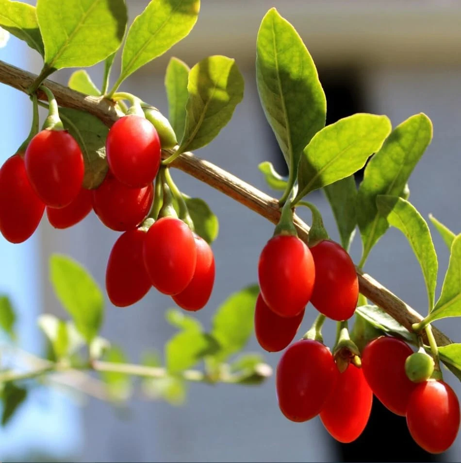 Goji Berry Live Plant, Red Fruit Bush, 4-8 Inch Tall, Perennial, Outdoor - Image 6