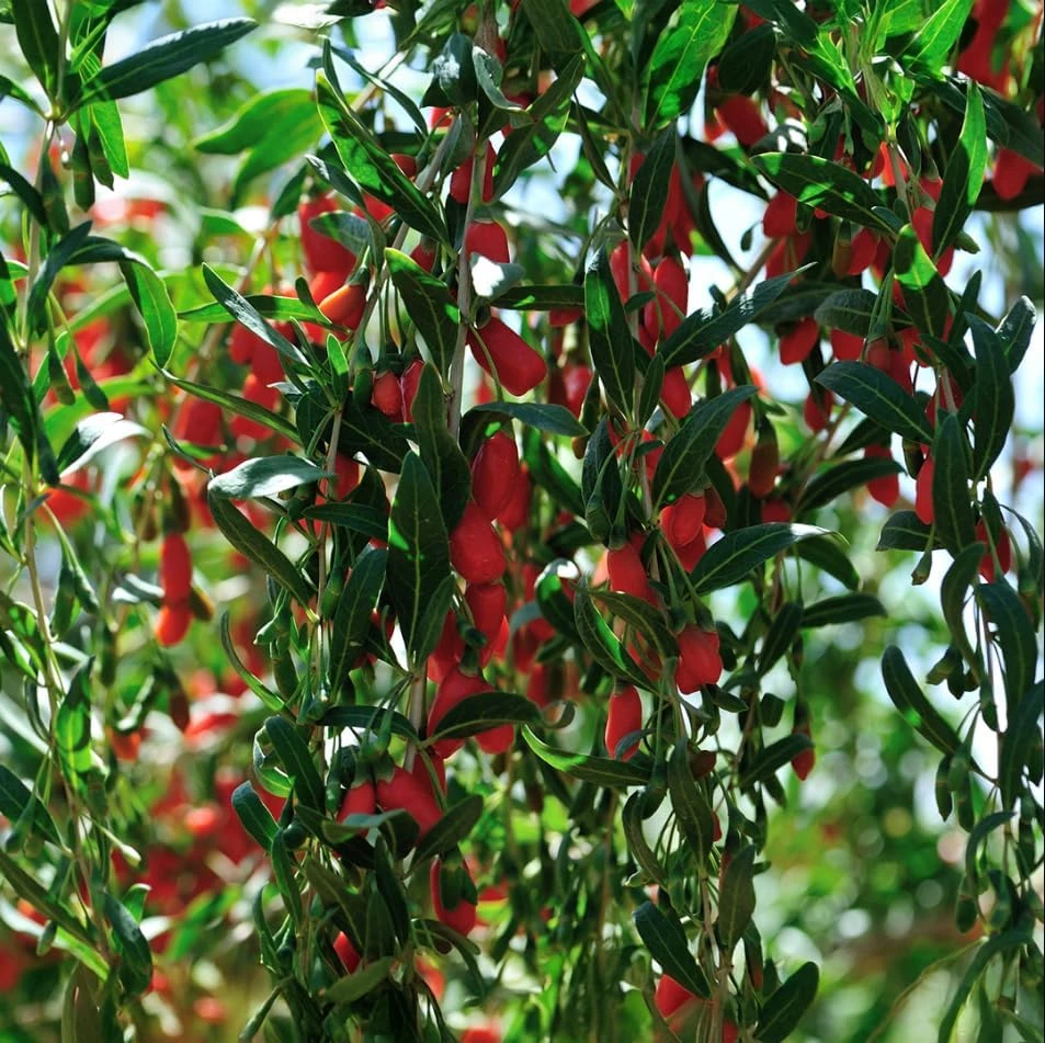 Goji Berry Live Plant, Red Fruit Bush, 4-8 Inch Tall, Perennial, Outdoor - Image 7