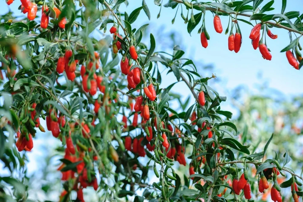 Goji Berry Live Plant, Red Fruit Bush, 4-8 Inch Tall, Perennial, Outdoor - Image 8