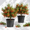 Goji Berry Live Plants - Pack of 2, 4-8 Inch Tall Tropical Fruit Bush, USDA Zones 5-9 - Image 1