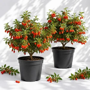 Goji Berry Live Plants - Pack of 2, 4-8 Inch Tall Tropical Fruit Bush, USDA Zones 5-9 - Image 1