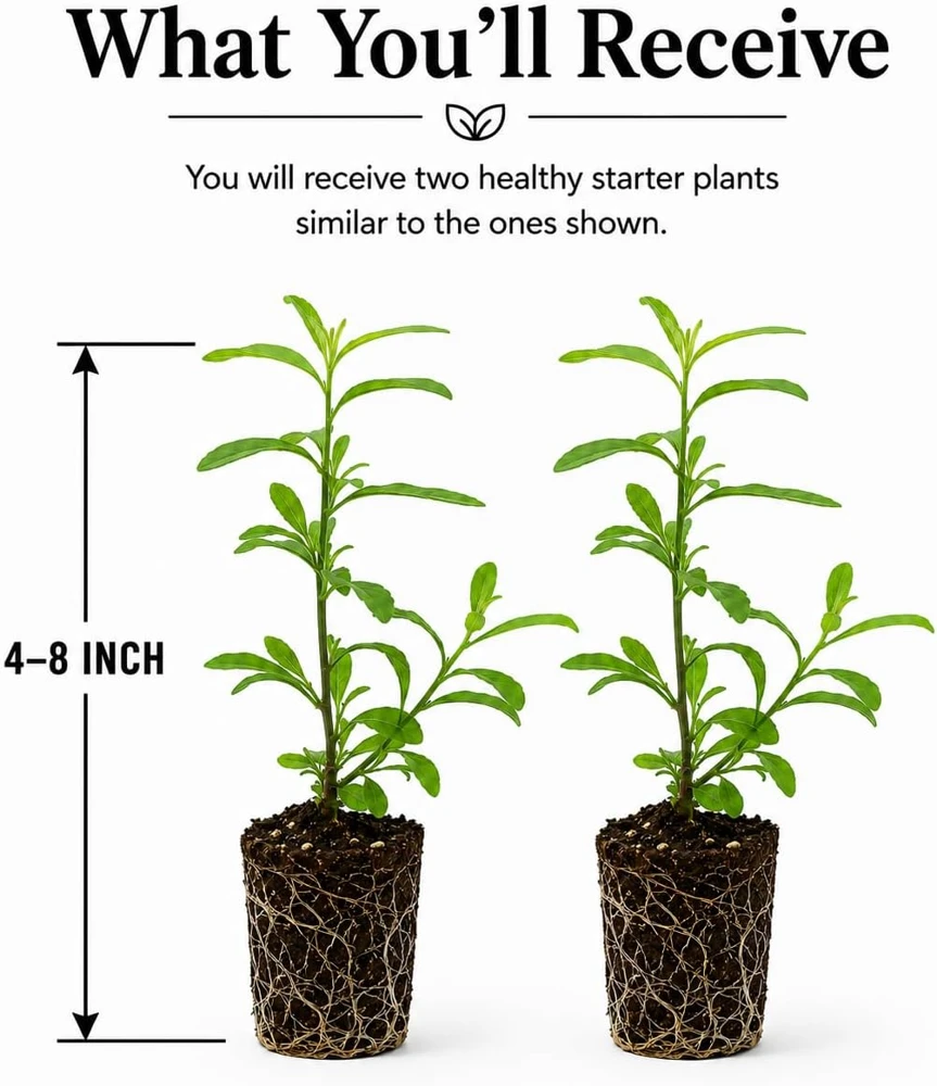 Goji Berry Live Plants - Pack of 2, 4-8 Inch Tall Tropical Fruit Bush, USDA Zones 5-9 - Image 2