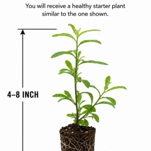 Goji Berry Plant Live – Red Goji Bush – 4-8 Inch Tall – Outdoor Perennial Fruit - Image 2