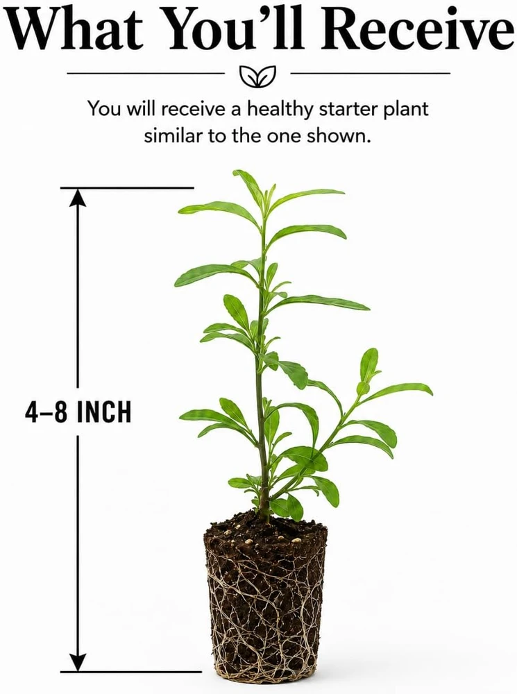 Goji Berry Plant Live – Red Goji Bush – 4-8 Inch Tall – Outdoor Perennial Fruit - Image 2