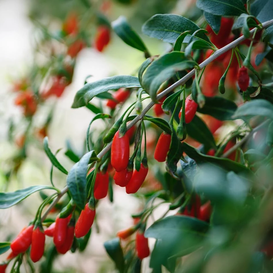 Goji Berry Plant Live – Red Goji Bush – 4-8 Inch Tall – Outdoor Perennial Fruit - Image 4