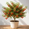 Goji Berry Plant Live – Red Goji Bush – 4-8 Inch Tall – Outdoor Perennial Fruit - Image 1