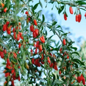 Goji Berry Plant Live – Red Goji Bush – 4-8 Inch Tall – Outdoor Perennial Fruit - Image 8